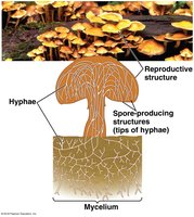 Structure of a mushroom showing hyphae and mycelium