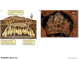 Fungi in ant gardens