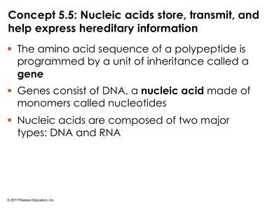 Concept 5.5: Nucleic acids store, transmit, and help express hereditary information