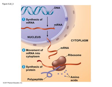 Diagram of the central dogma: DNA to RNA to protein