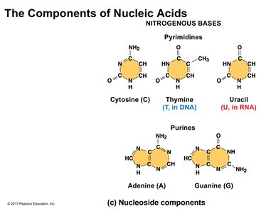 The components of nucleic acids: nitrogenous bases