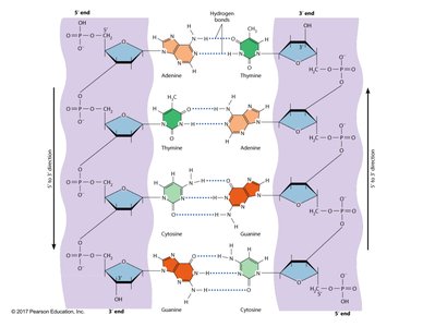 DNA double helix and base pairing