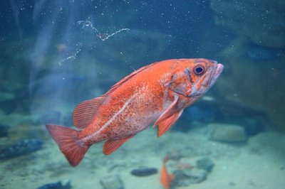 Ocean policy document