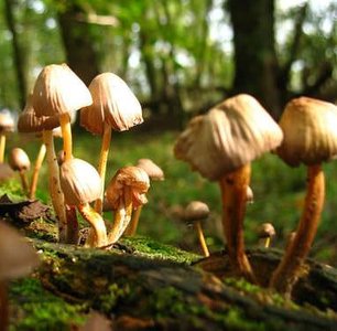 Fungi as decomposers