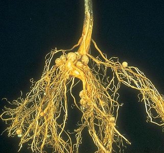 Root nodules for nitrogen fixation