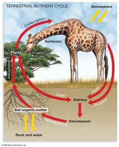 Terrestrial nutrient cycle diagram