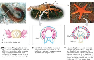 Diversity in the structure of gills in marine worm, crayfish, and sea star