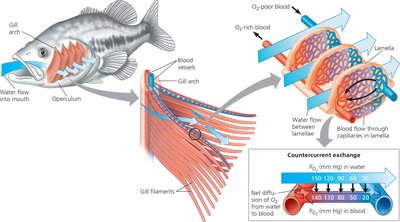 Structure and function of fish gills, showing countercurrent exchange