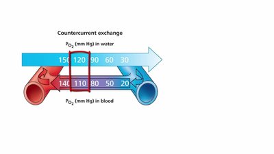 Countercurrent exchange in fish gills