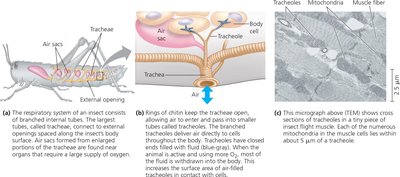 Structure of the insect tracheal system
