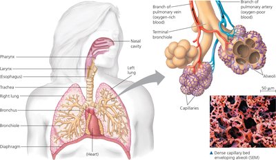 Mammalian respiratory system, showing branching airways and alveoli