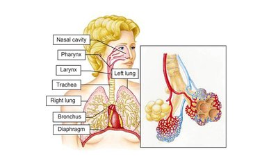 Labeled diagram of the human respiratory system and alveoli