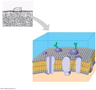 Structure of the plasma membrane