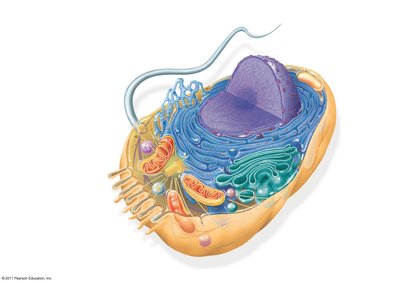 Diagram of an animal cell with labeled organelles