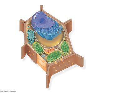 Diagram of a plant cell with labeled organelles
