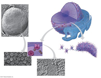 Structure of the nucleus and nuclear envelope