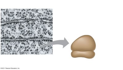 TEM showing ER and ribosomes; diagram of a ribosome