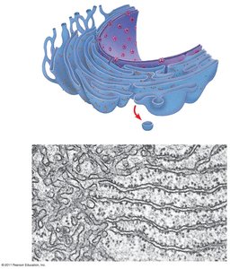 Structure of smooth and rough ER
