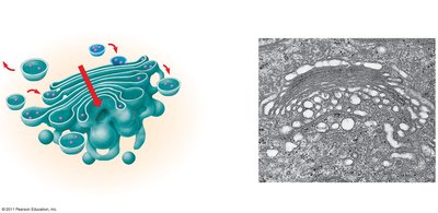 Structure of the Golgi apparatus