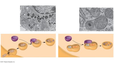 Lysosome function: phagocytosis and autophagy