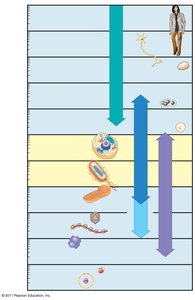 Relative sizes of biological structures and the range of microscopy techniques