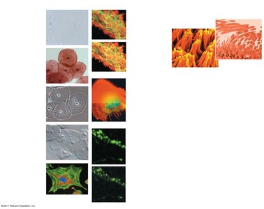 Examples of microscopy techniques and their applications