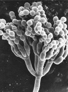 Penicillium (fungus)