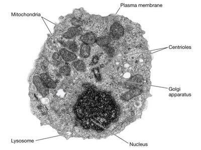 Animal cell
