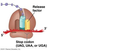 Release of polypeptide from ribosome
