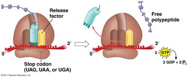 Dissociation of ribosome and RNA