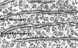 Free and bound ribosomes in cell