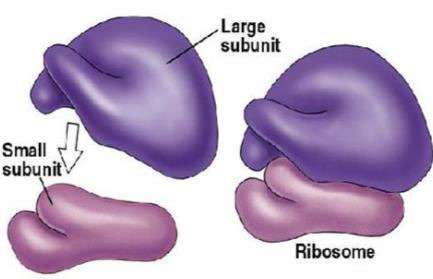 Ribosome subunits: large and small