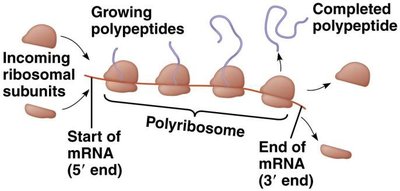 Polyribosome schematic