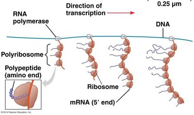 Coupled transcription and translation schematic