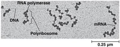 Coupled transcription and translation (TEM)