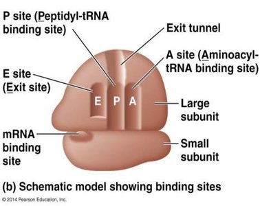 Ribosome schematic showing E, P, A sites