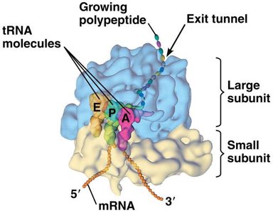 Computer model of bacterial ribosome with binding sites