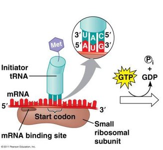 Initiator tRNA binding to start codon