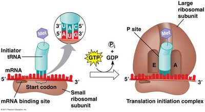 Translation initiation complex assembly