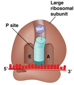 Initiator tRNA in P site of ribosome