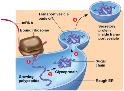 Synthesis and packaging of a secretory protein by the rough ER