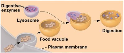Lysosome digesting food vacuole