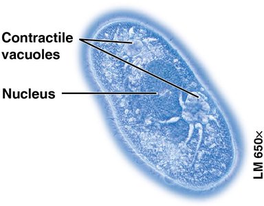 Contractile vacuole in Paramecium