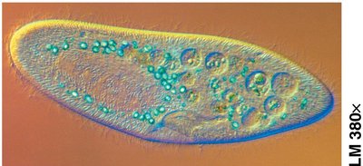 Differential interference contrast micrograph of Paramecium