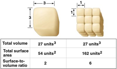 Surface-to-volume ratio comparison
