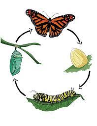Metamorphosis in butterfly