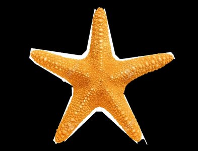 Starfish with pentaradial symmetry