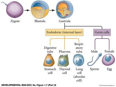 Endoderm differentiation diagram