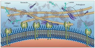 Diagram of extracellular matrix with collagen