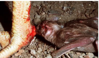 Vampire bat feeding
